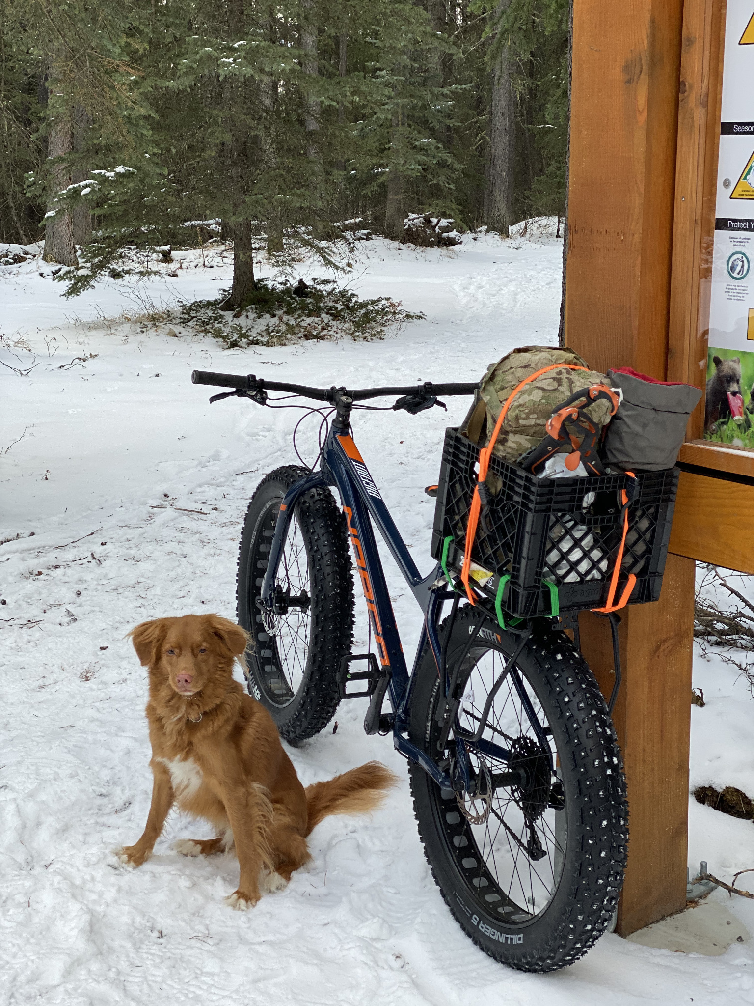 Dog sitting beside a loaded fat bike at a snowy forest trailhead notice board.
